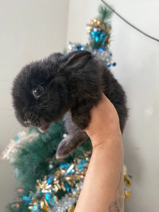 Кролик/заец мальенки