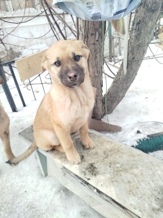 Отдам щенят сосновый бор