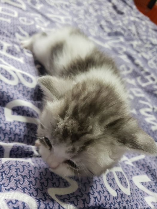 Кошки. Веслоуха. 1 месяц