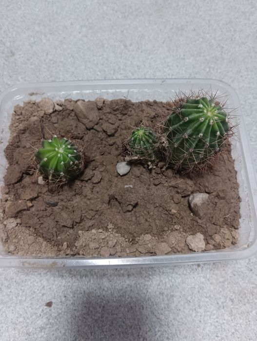 Компьютерный кактус!