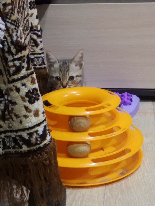 Одам в добрые руки котёнка мальчик