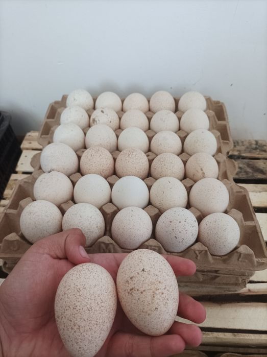 Яйца индюшиные инкубационые