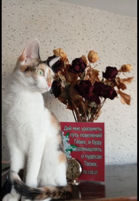 Кошечка Алиса в добрые руки