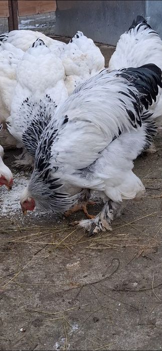 Cocoș  brahma herminat deschis linie foarte bună