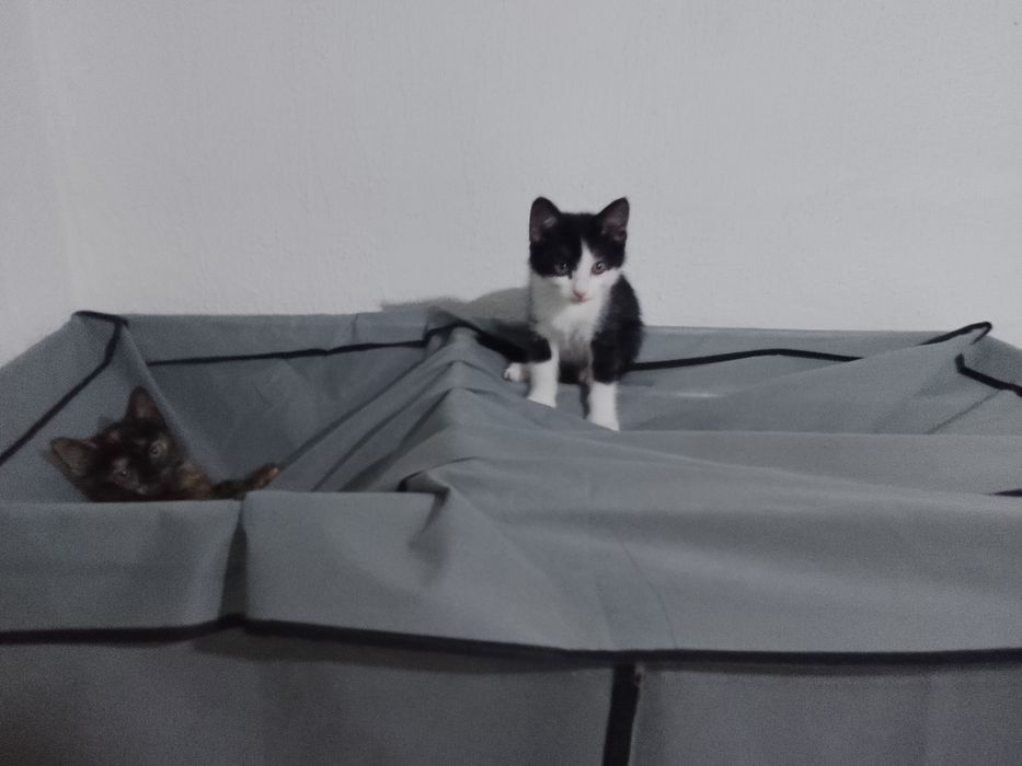 Домашние котята в доброе руки