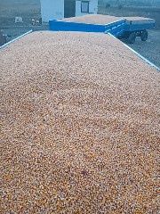 Porumb boabe anul 2025