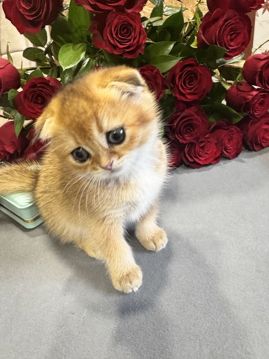 Продается шиншилла голд