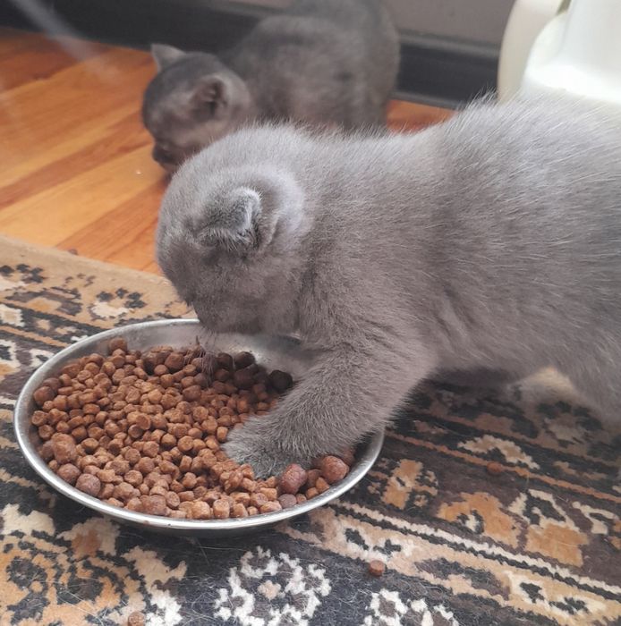 Ажойиб  мушукчалар