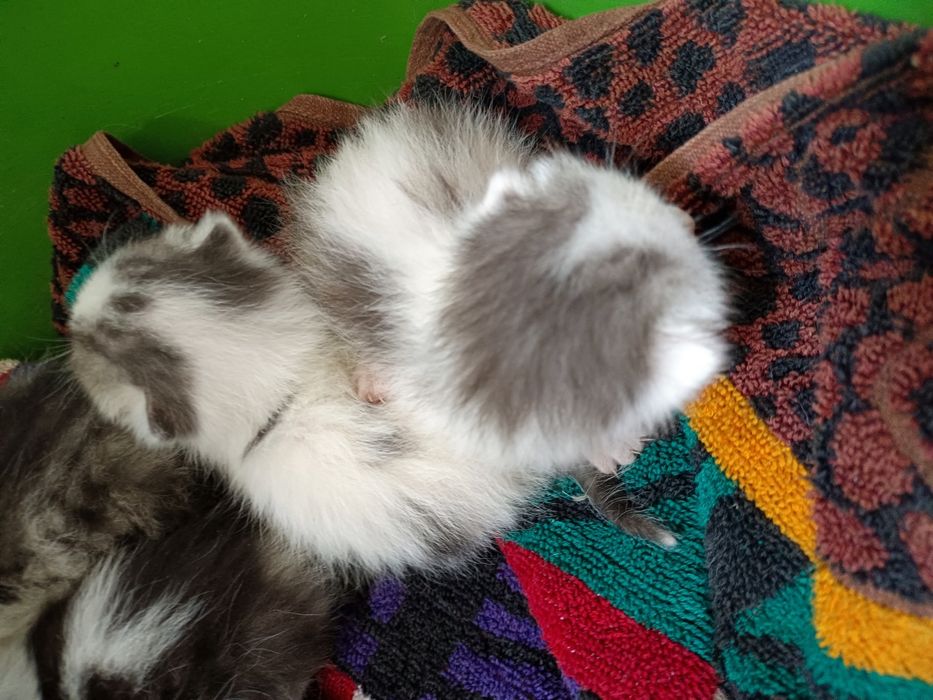 Отдам котят в добрые руки