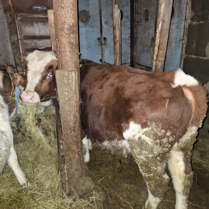 Продам коров бычков