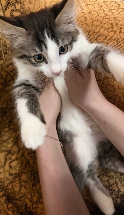 Отдам котят даром, На хорошие руки