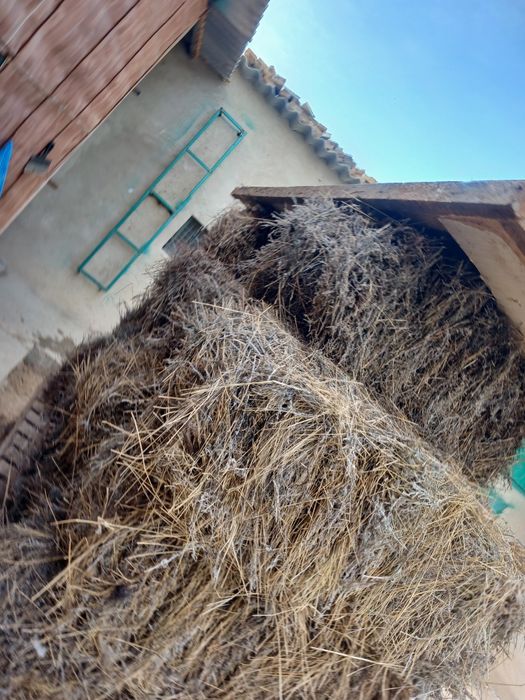 Жусан шоп сатылады