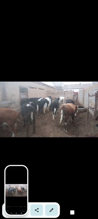 14. Бұқалар сатылады