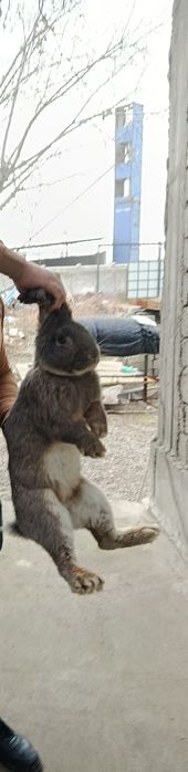 Карликовый баран кролики