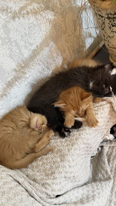 Отдам котят в добрые руки