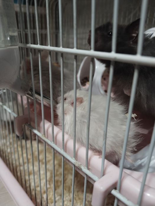 Продам хомяков джунгариков