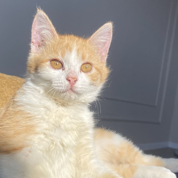 Отдам кошку в хорошый руки