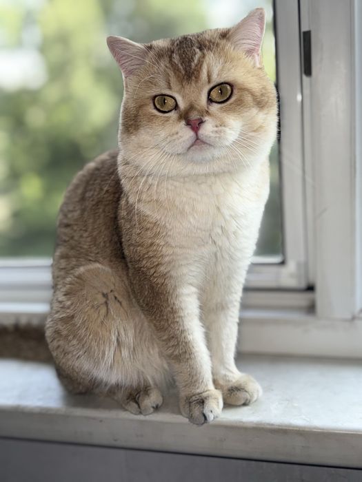 Вязка чистокровный британец Шиншилла