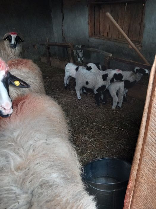 De vanzare oi cu miei