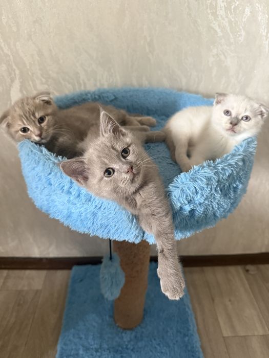 Продаются котята скоттиш фолд