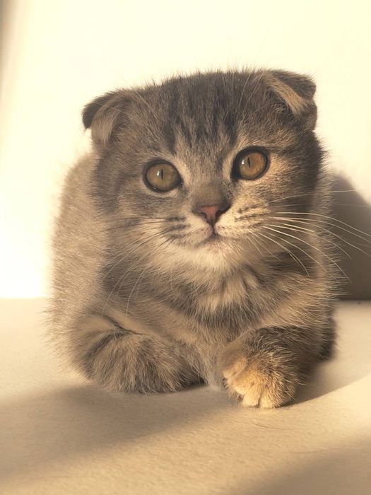 Mushuk, (Кот) годик