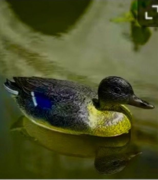 Утуи пласмассовые подсадочные (приманки)