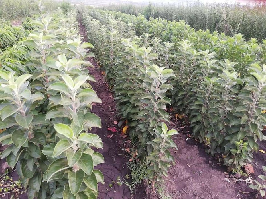 Vita de vie,  pomi fructiferi  si pomi Columnari