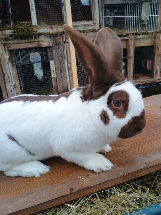 Ocazie iepuri de rasa