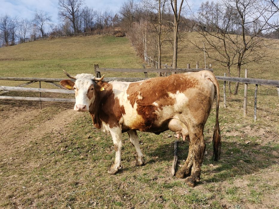 Vând vacă bună de lapte