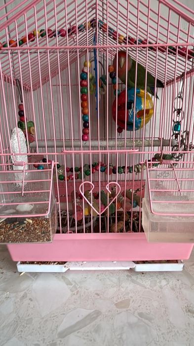 Питца хороши 4неделя  25000