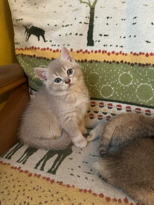 British Shorthair Golden Tabby și Lilac