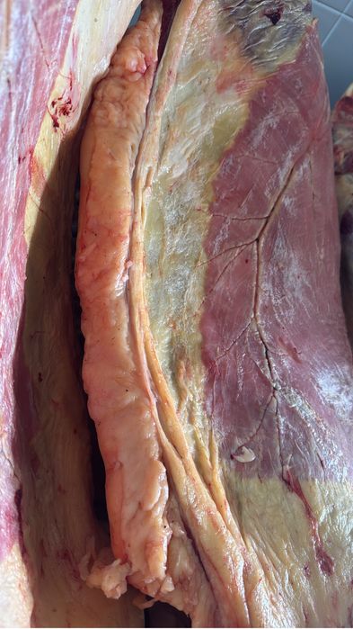 Жылкы байтал тай кунан 3000 тг