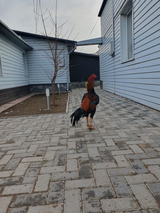 Петух дакан бойцовый