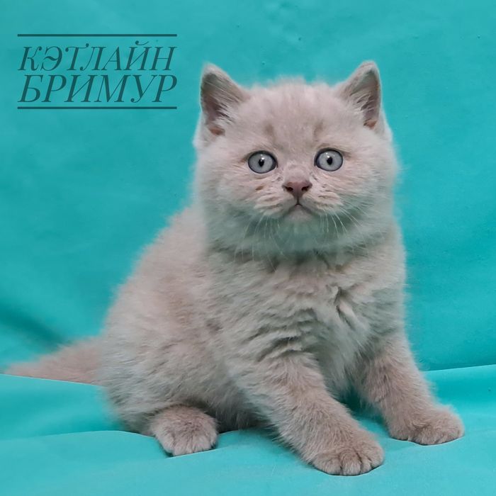 Британские котята. Пиномник.