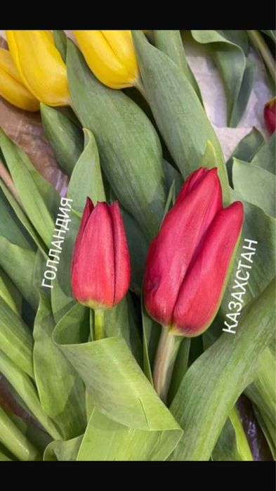 Самые крупные тюльпаны в Астане и Петропавловске бутон 10 см
