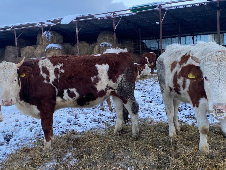 Junici de vânzare , vârstă 2 ani si 3 luni Vaida-Camaras • OLX.ro
