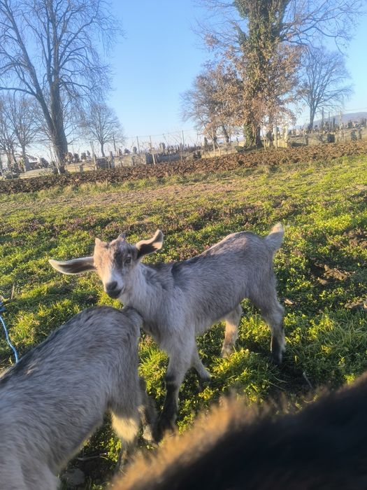 Schimb Tapuc pentru tinut