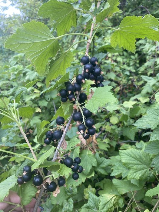 Продам дачу «Волна Телецентр» Не топит!