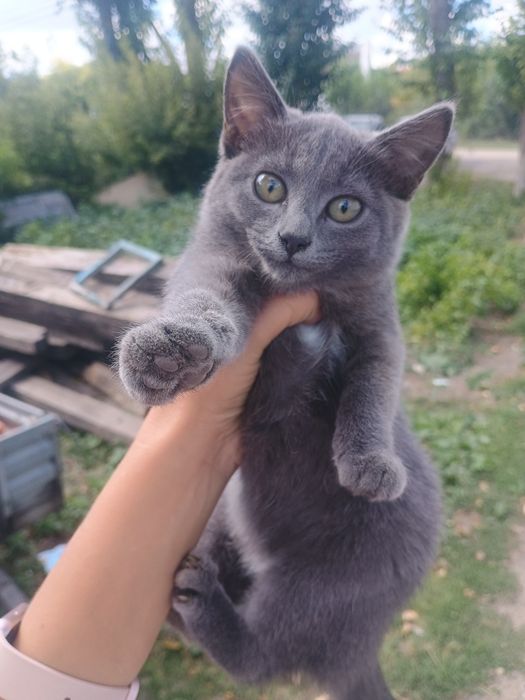 Отдам в добрые руки котят
