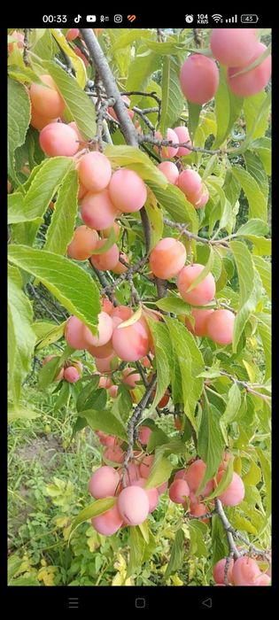 Продам дачу район ГМЗ