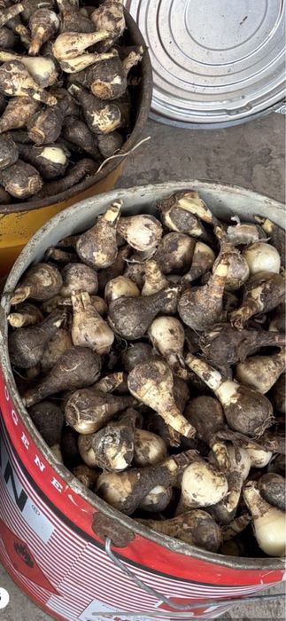 Bulbi de narcise 50 lei kg