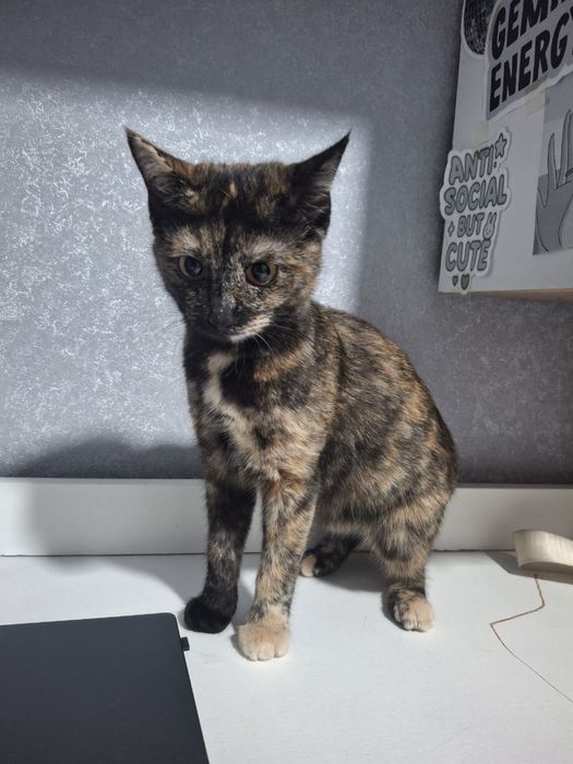 Котенок в добрые руки !