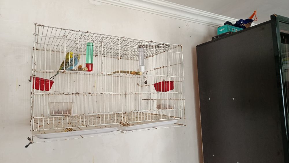 Попугай продаются пара один чек один в августе чех самец самка волнист