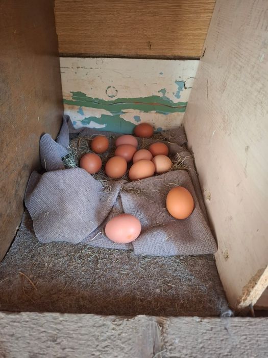 Продам куры ломан браун.
