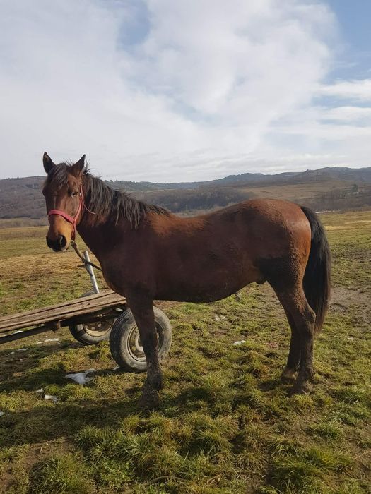 Vand cal castrat de 6 ani foarte cuminte