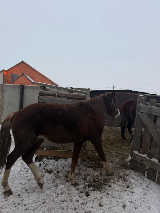 Продам лошадь жеребец