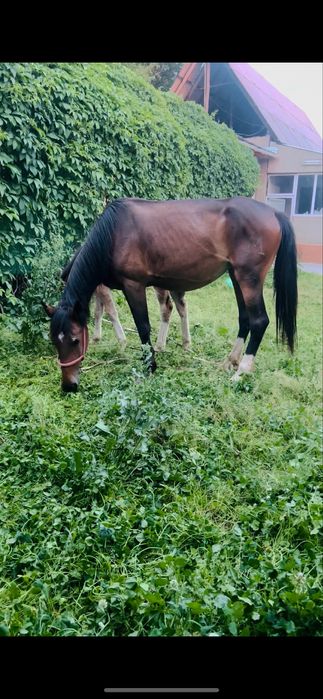 Кымыз.Саумал козбе-коз