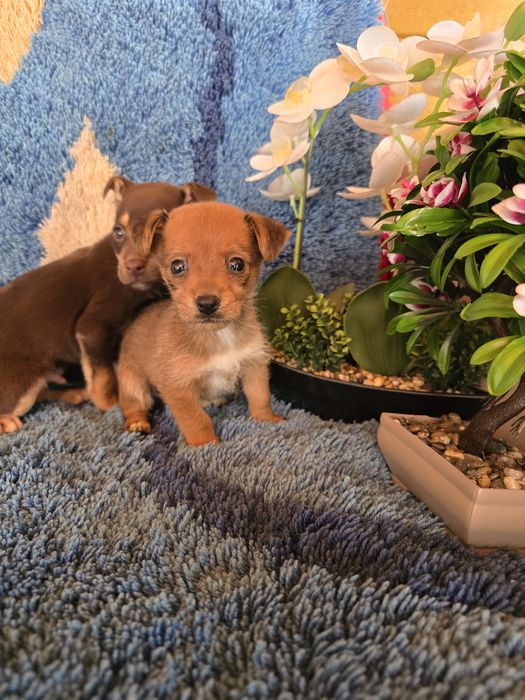 Мини чиху пинчери