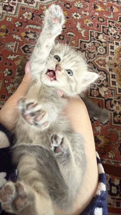 5 очаровательных котят ищут добрые руки!