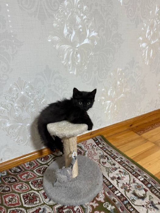 Отдам в добрые руки мальчики